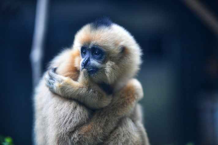 gibbon monkey - ján vrabec sparrow english reader - gibbon monkey escaped ZOO in UK
