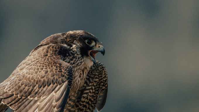 falcon - blog Sparrow's English Reader, firehawk, firebird