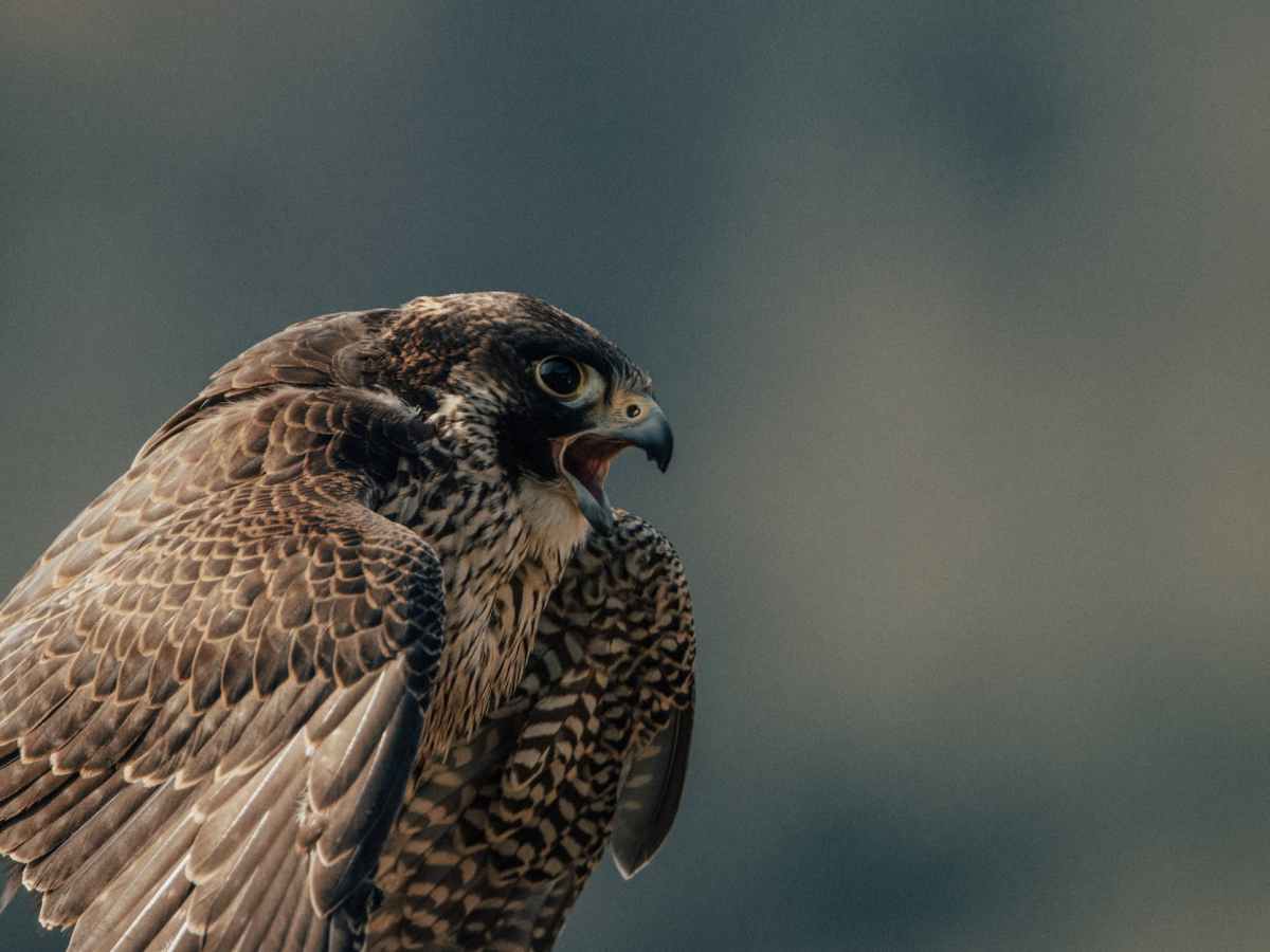 Firehawks – Birds Which Use Fire to Hunt