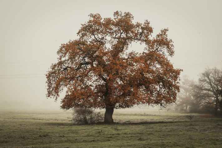 an oak tree in the field - jan vrabec- sparrow's english reader - level 3 English for students