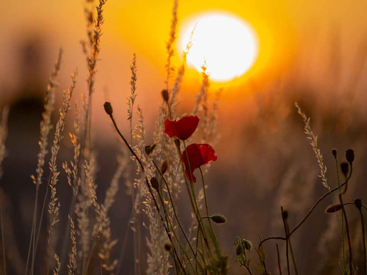 L-1: A Piece of the Sun