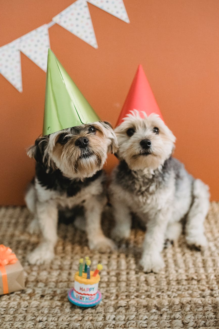 dogs with hats; blog: L-1: Birthday Party with Dogs - Sparrow's English Reader - Level 1 English for beginners